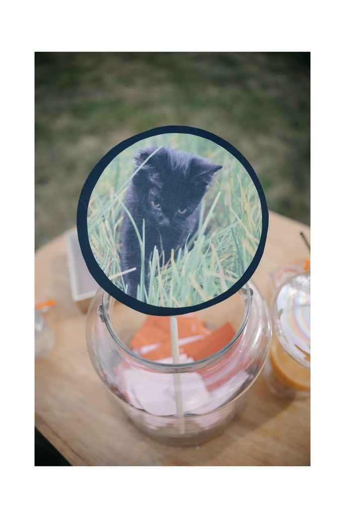 cérémonie mariage chats